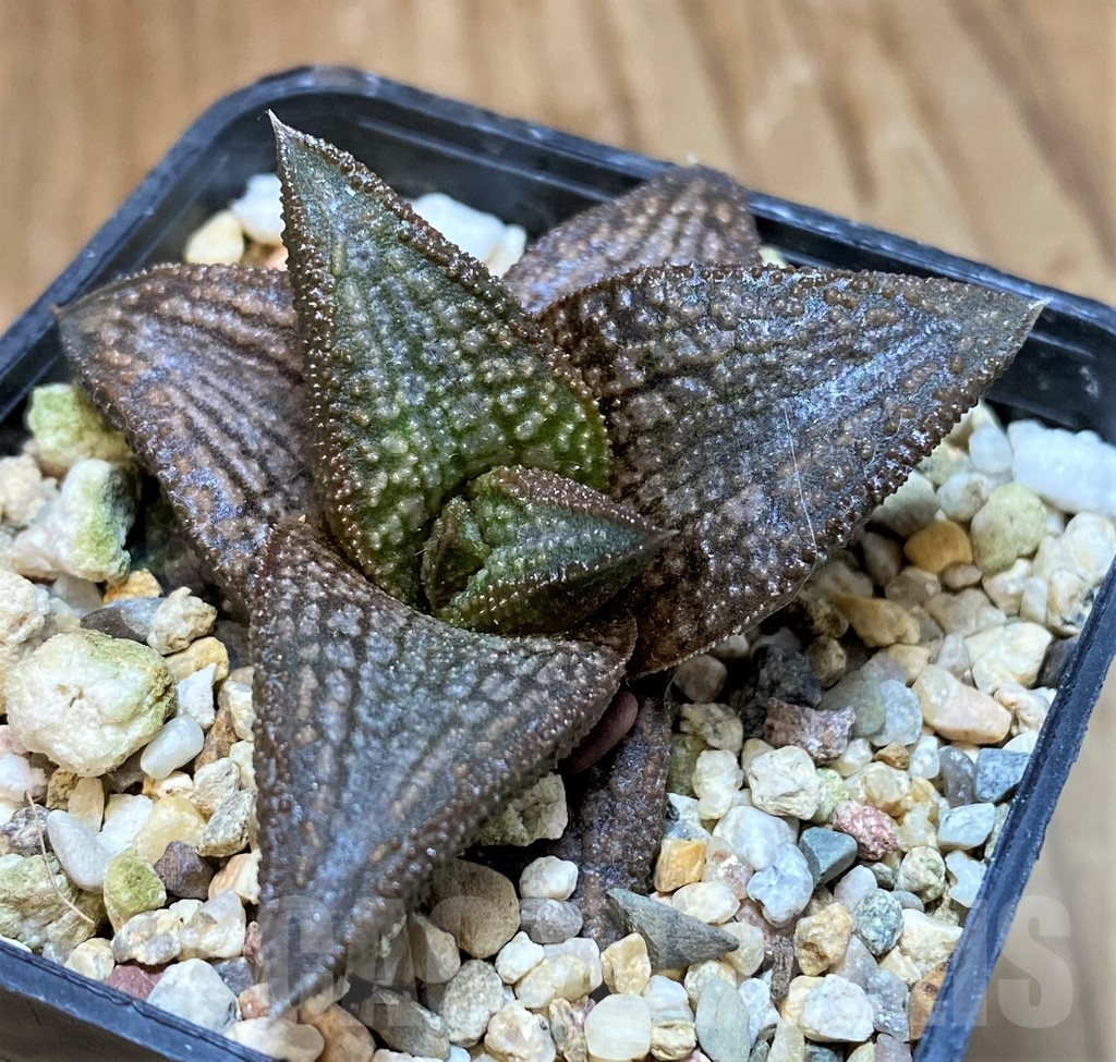 SH10012 Haworthia ‘Kintaikyo’
