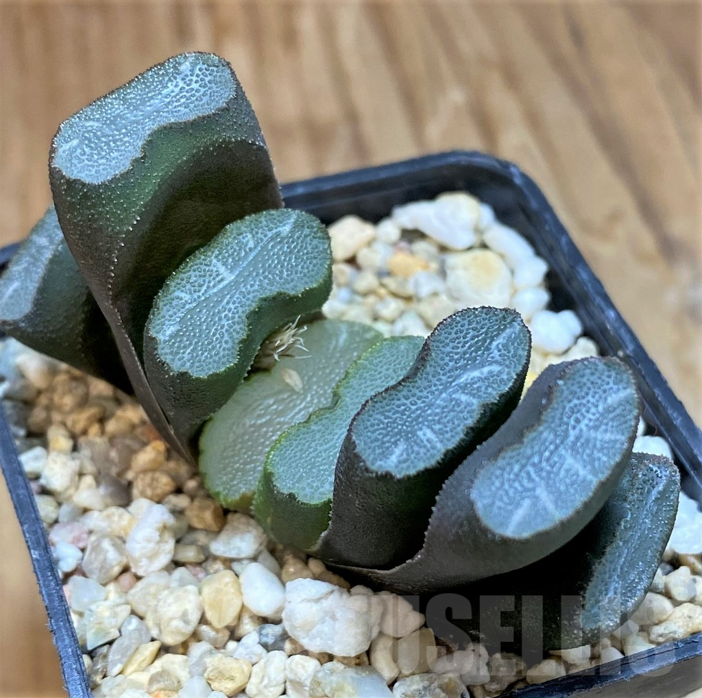 SH10013 Haworthia truncata
