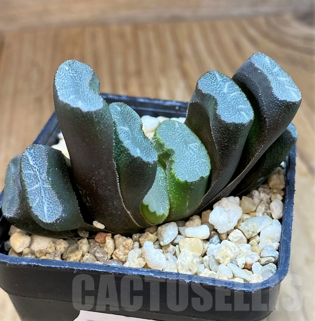 SH10013 Haworthia truncata - Image 2