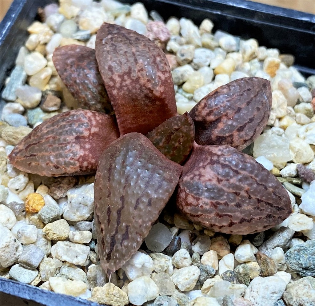 SH10014 Haworthia picta v. janvlokii