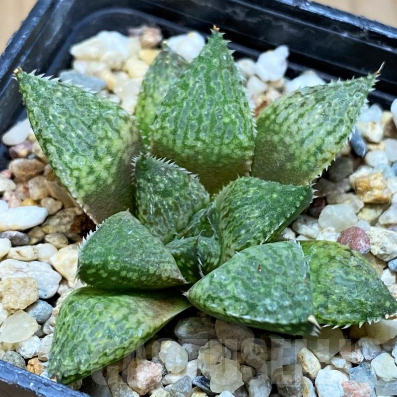 SH10016 Haworthia emelyae hybrid