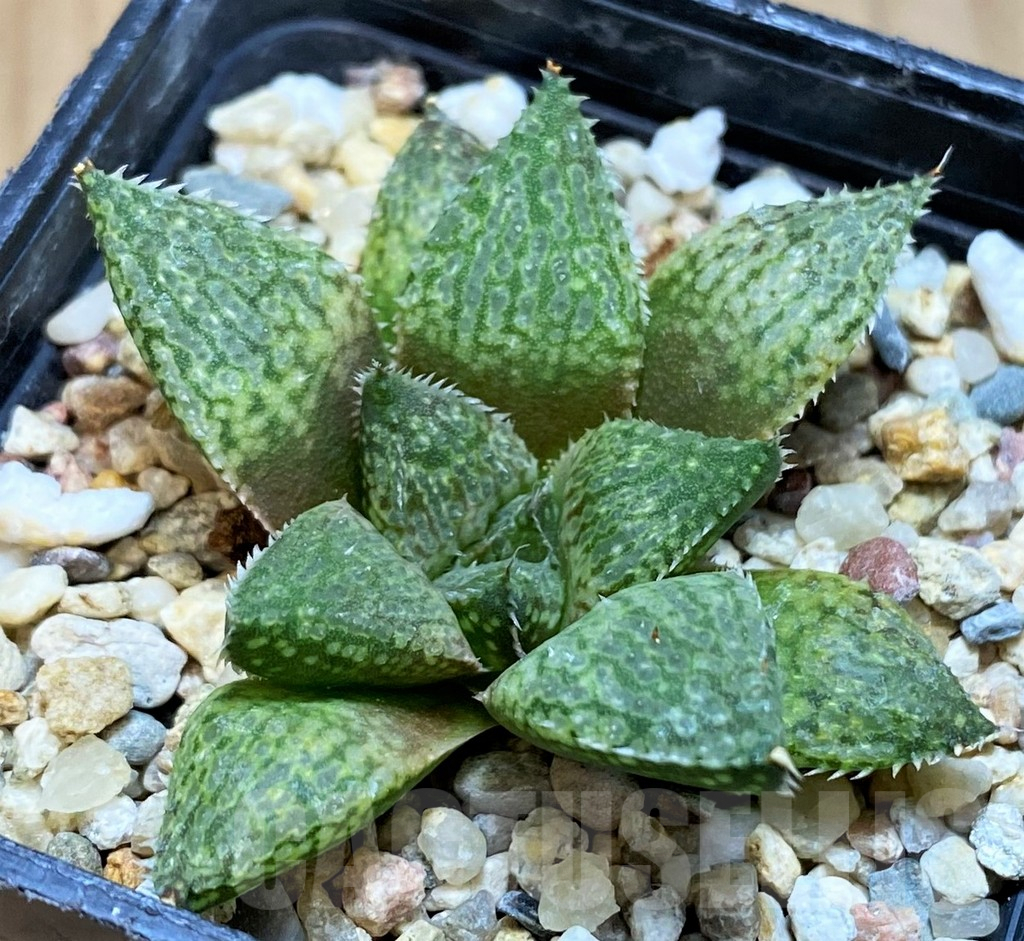 SH10016 Haworthia emelyae hybrid
