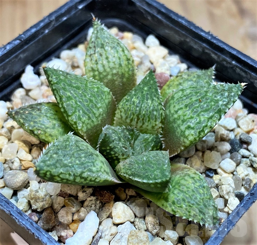 SH10016 Haworthia emelyae hybrid - Imagen 2