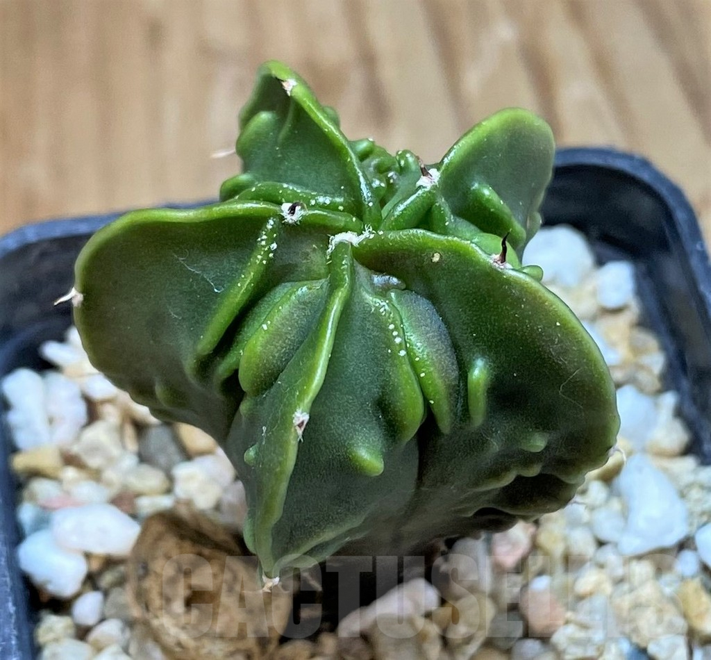 SH9987 Astrophytum myriostigma ‘Fukuryu’ f. nudum
