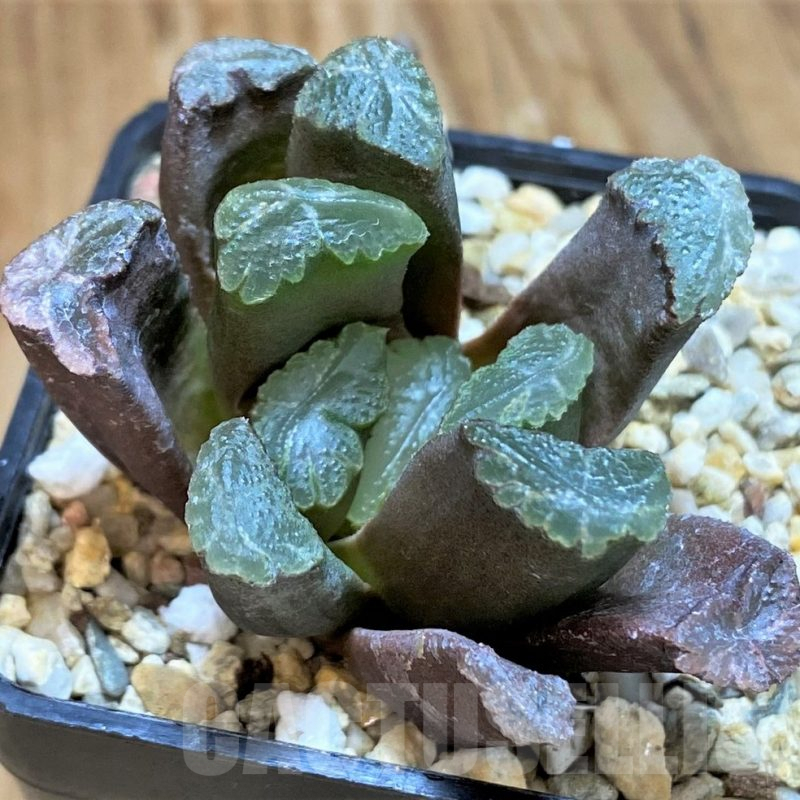 SH10017 Haworthia maughanii hybrid
