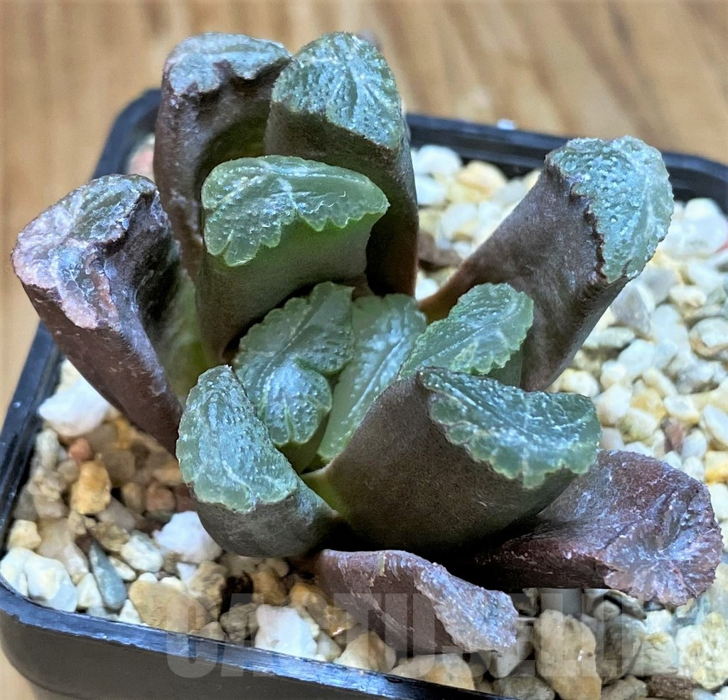 SH10017 Haworthia maughanii hybrid