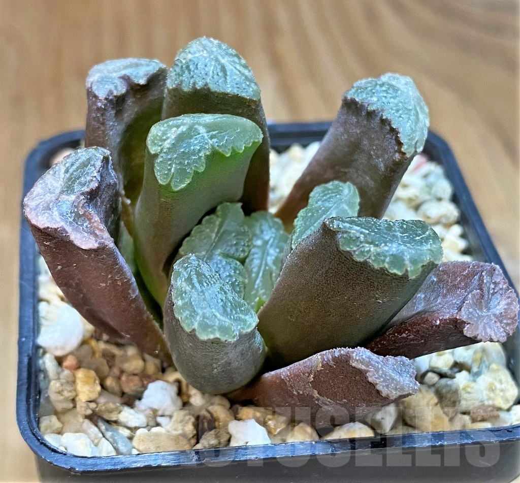 SH10017 Haworthia maughanii hybrid - Image 2