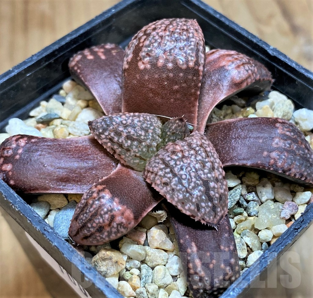 SH10019 Haworthia picta -Japan-