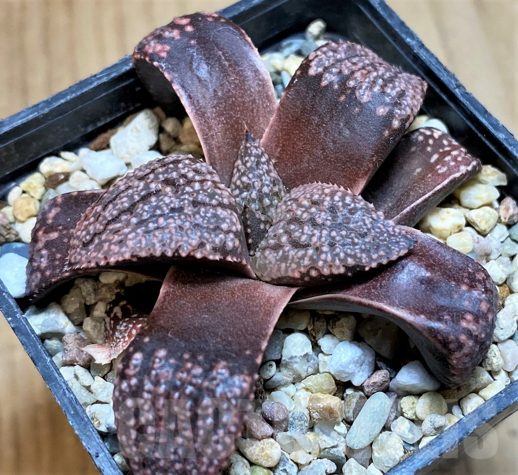 SH10020 Haworthia picta -Japan-