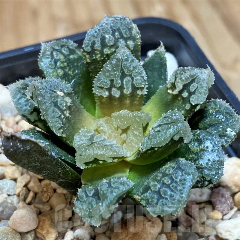 SH10021 Haworthia 'Gorbi' hybrid F2