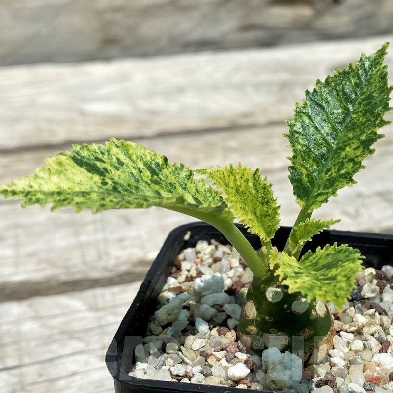 SH10122 Dorstenia hybrid f. variegata