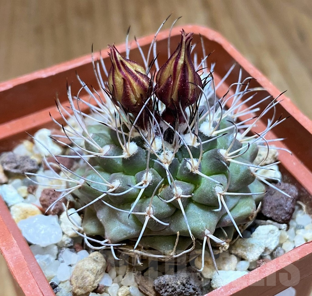 SH10153 Turbinicarpus swobodae