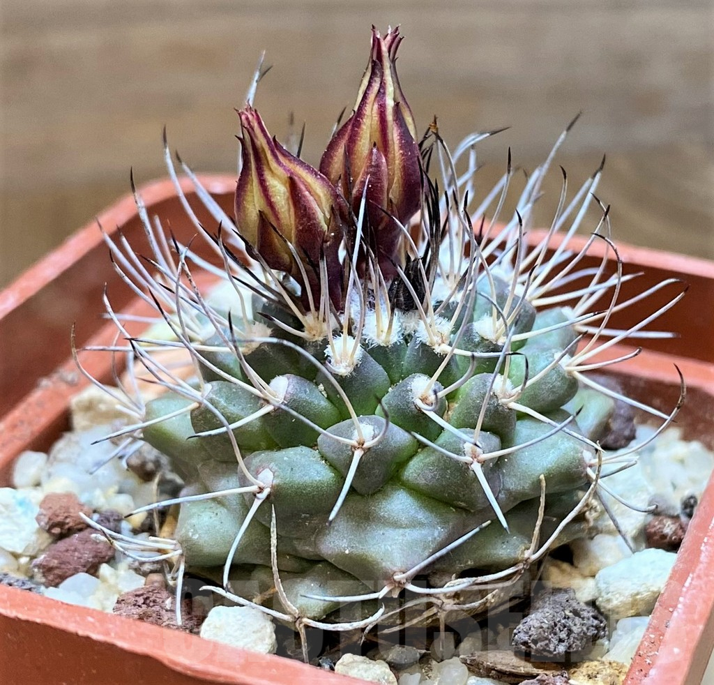 SH10153 Turbinicarpus swobodae - Image 2