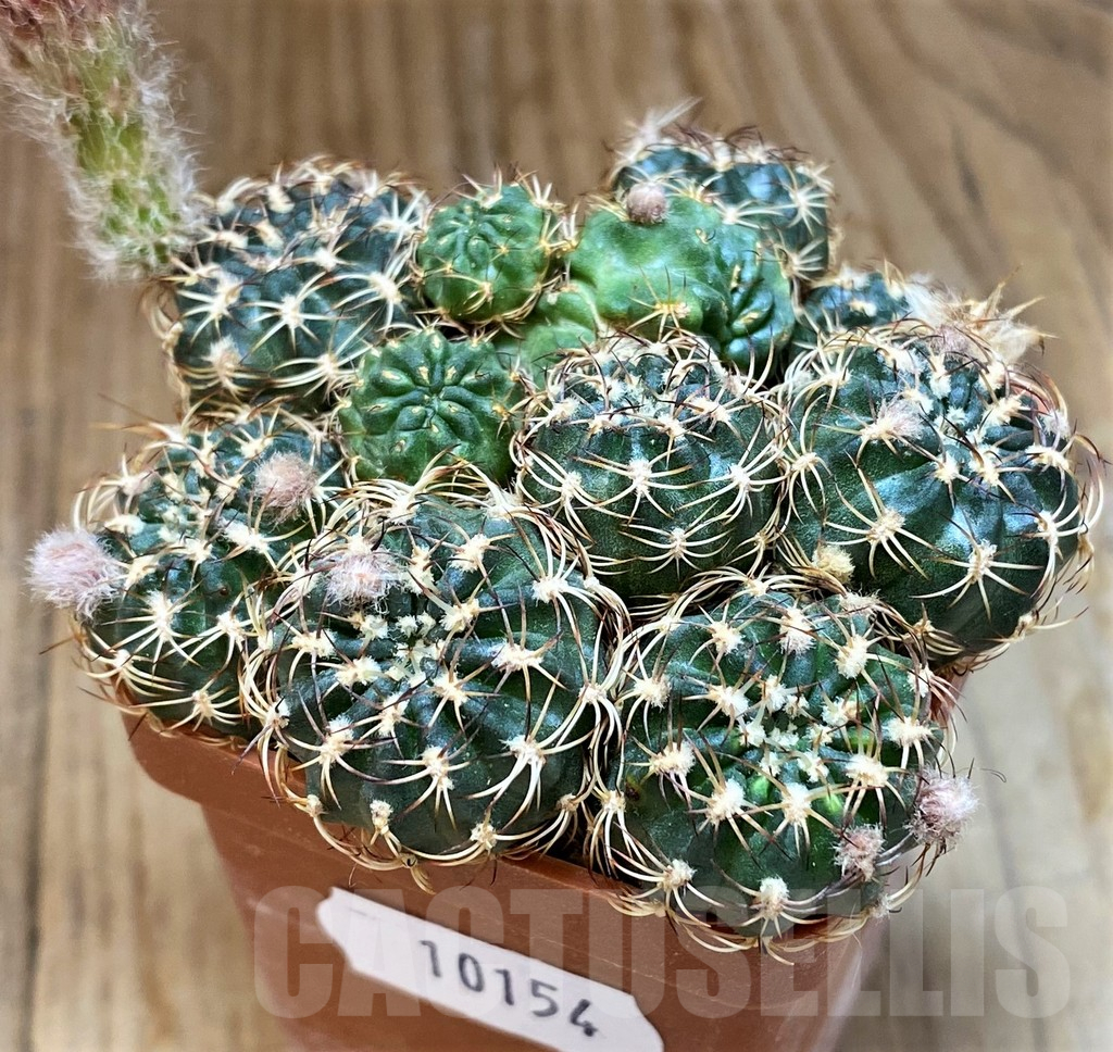 SH10154 Lobivia tiegeliana v. pusilla