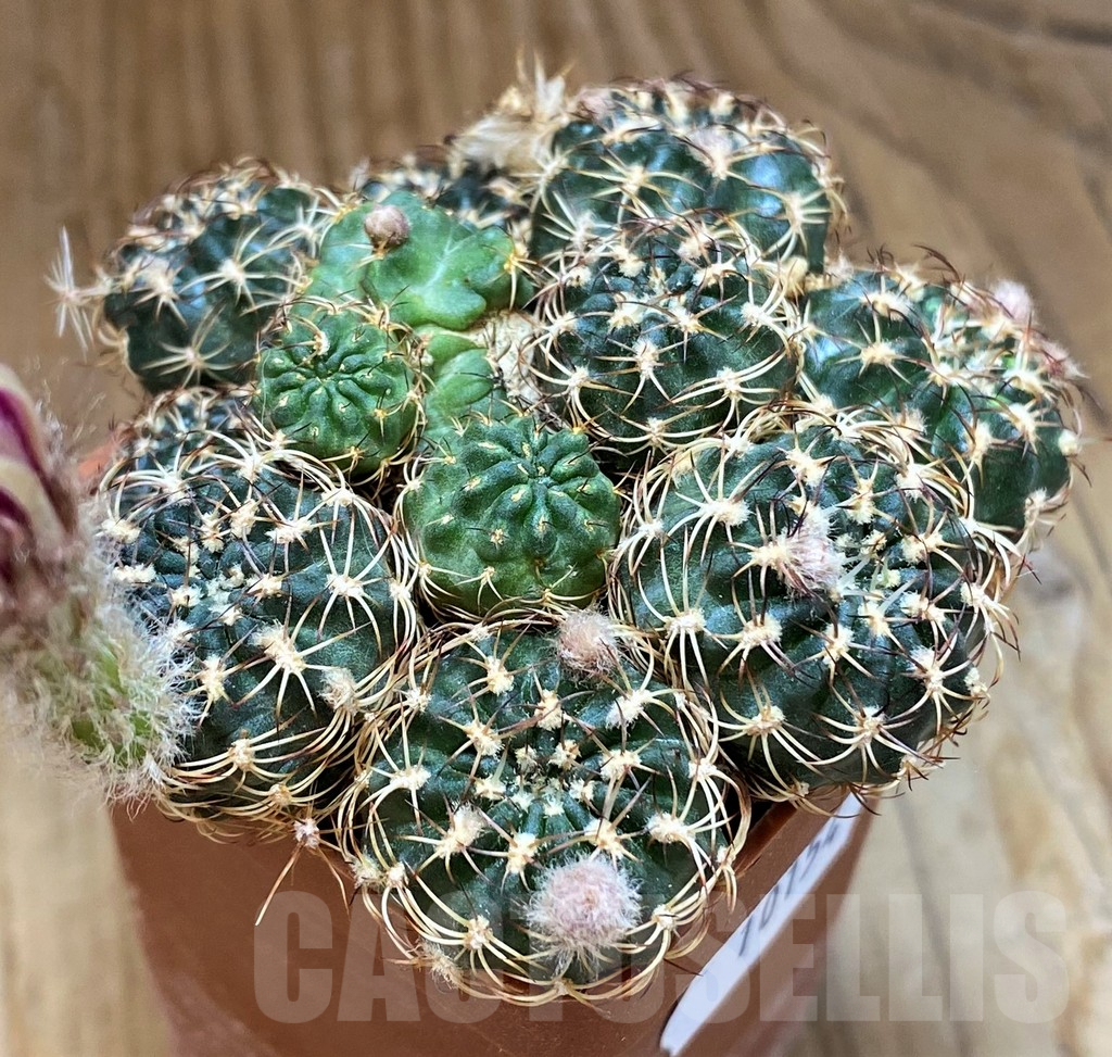 SH10154 Lobivia tiegeliana v. pusilla - Image 2