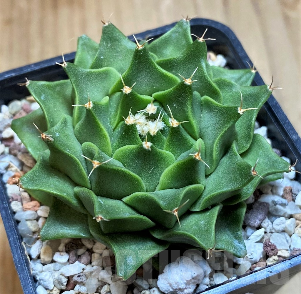 SH10156 Obregonia denigrii