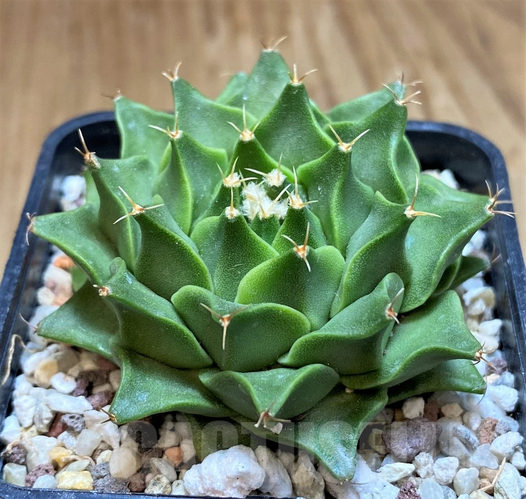 SH10156 Obregonia denigrii - Image 2