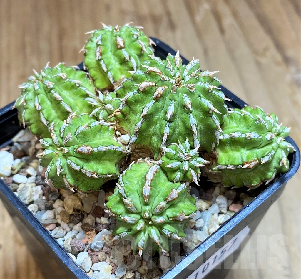 SH10157 Euphorbia sepulta