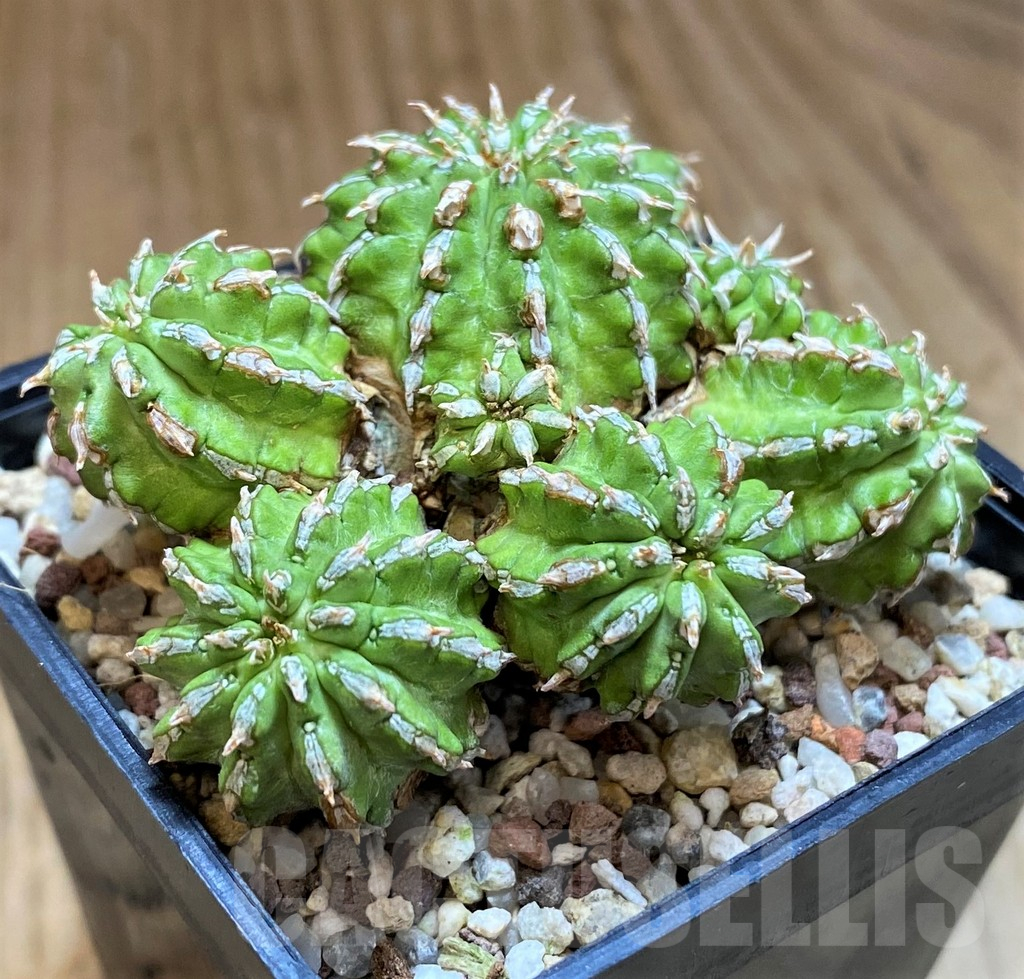 SH10157 Euphorbia sepulta - Зображення 2