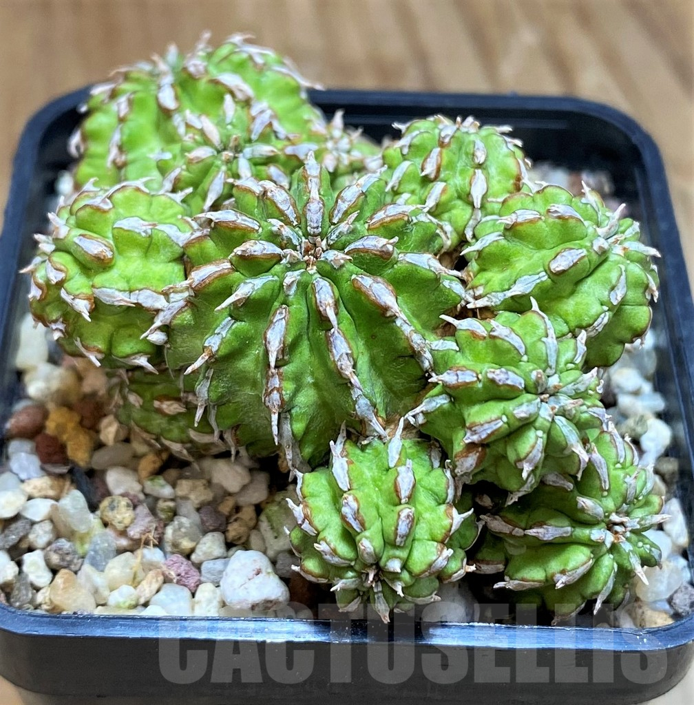 SH10158 Euphorbia sepulta