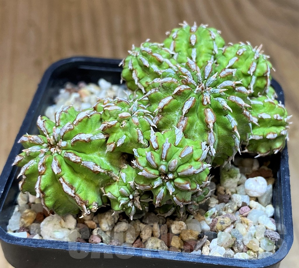 SH10158 Euphorbia sepulta - Image 2