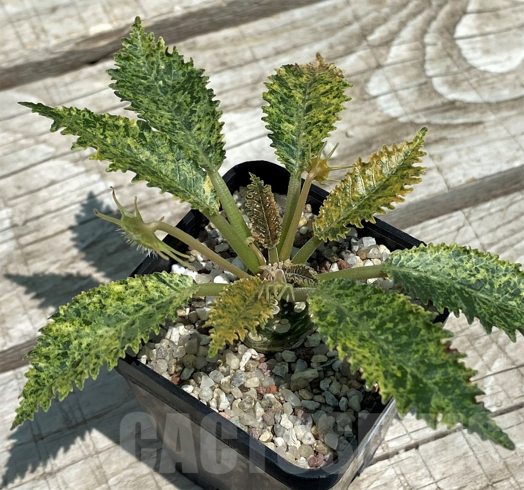 SH10123 Dorstenia hybrid f. variegata – Bild 2