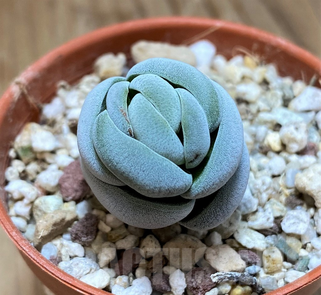 SH10161 Crassula alstonii