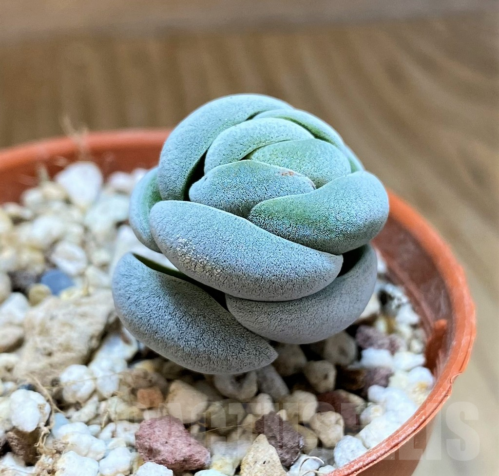 SH10161 Crassula alstonii - immagine 2