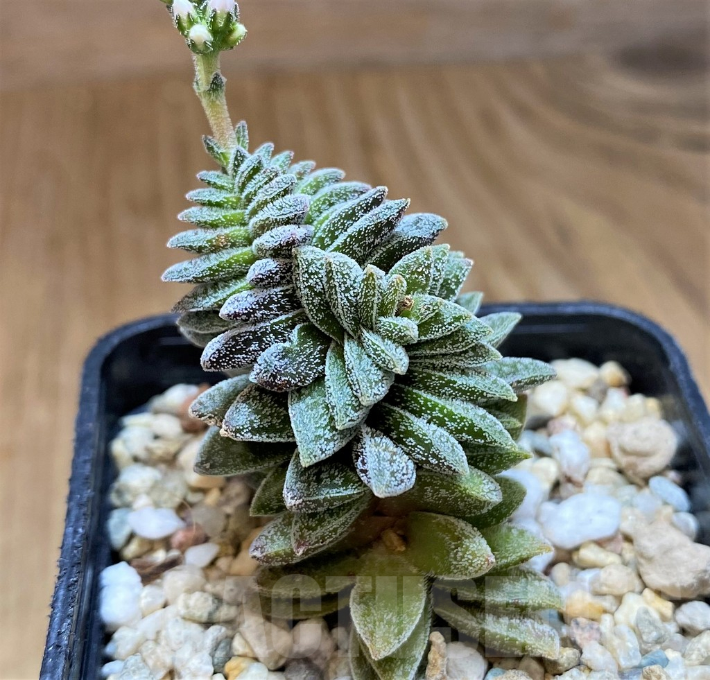 SH10162 Crassula ausensis hybrid - immagine 2