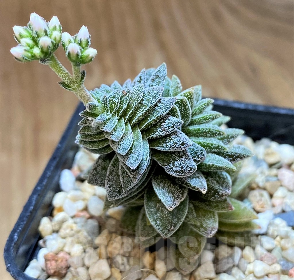 SH10162 Crassula ausensis hybrid