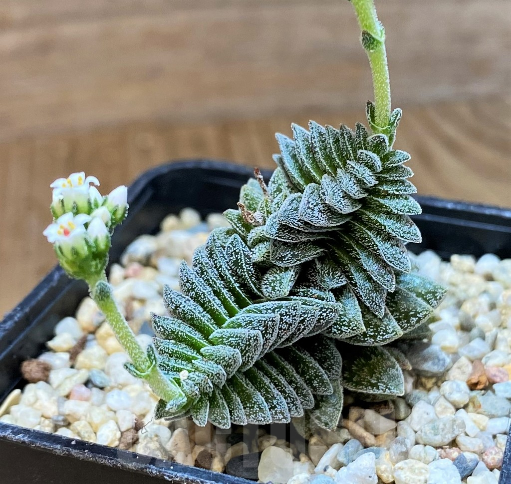 SH10163 Crassula ausensis hybrid