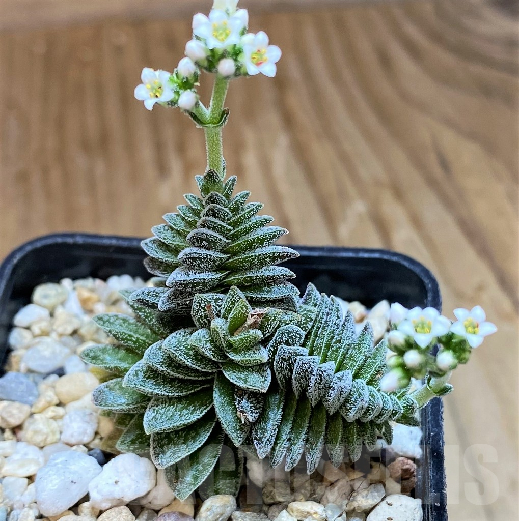 SH10163 Crassula ausensis hybrid - Зображення 2