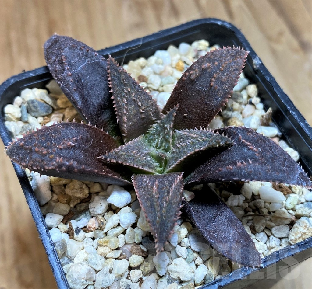 SH10164 Haworthia parksiana x pygmaea