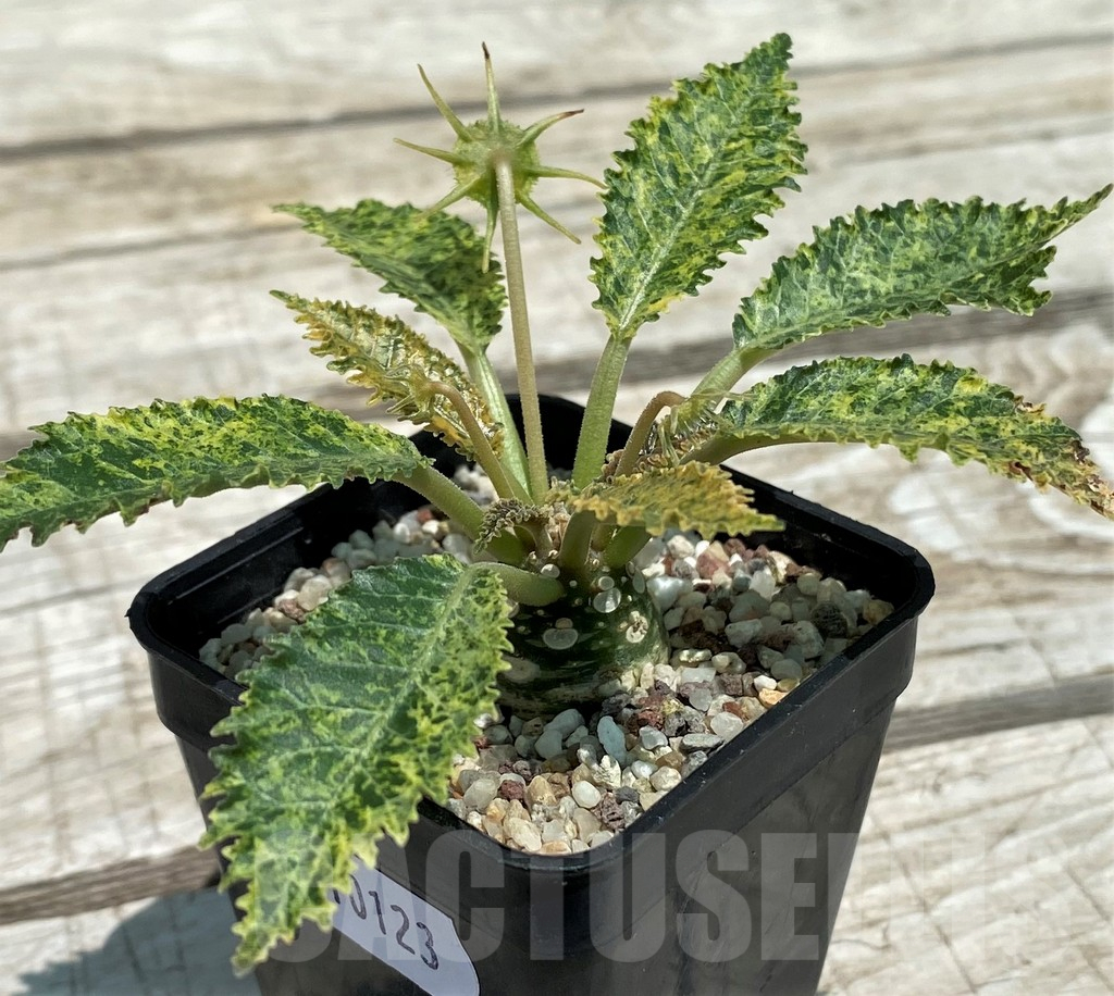 SH10123 Dorstenia hybrid f. variegata