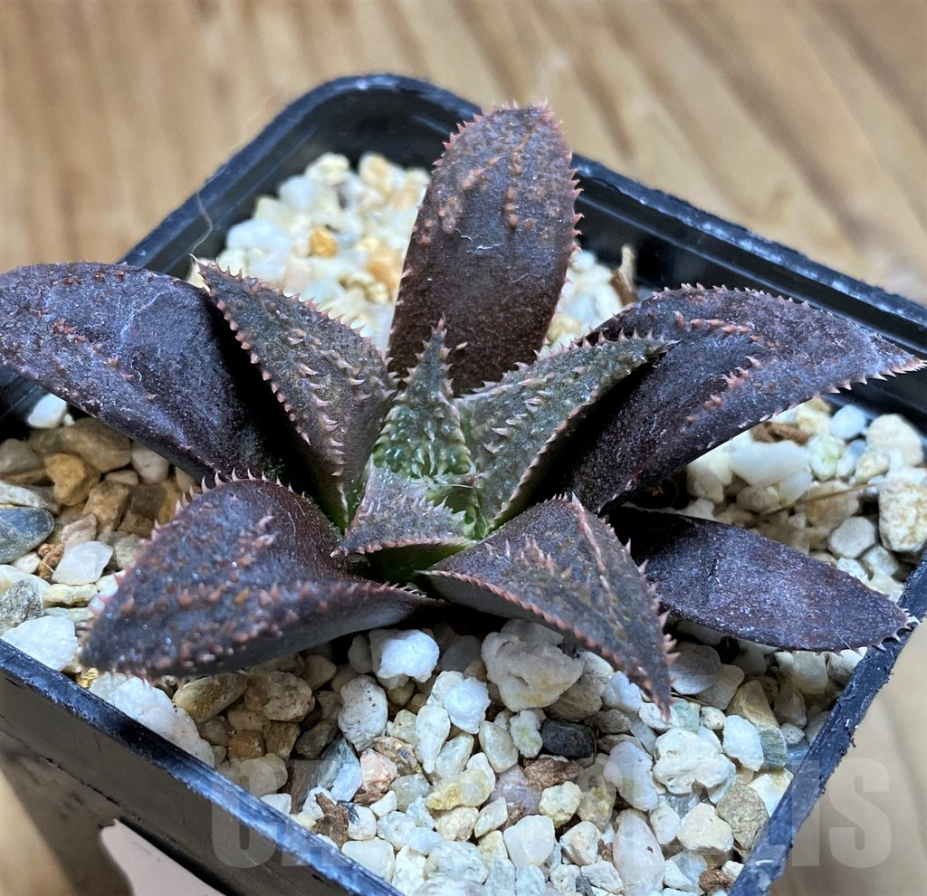 SH10164 Haworthia parksiana x pygmaea – Image 2