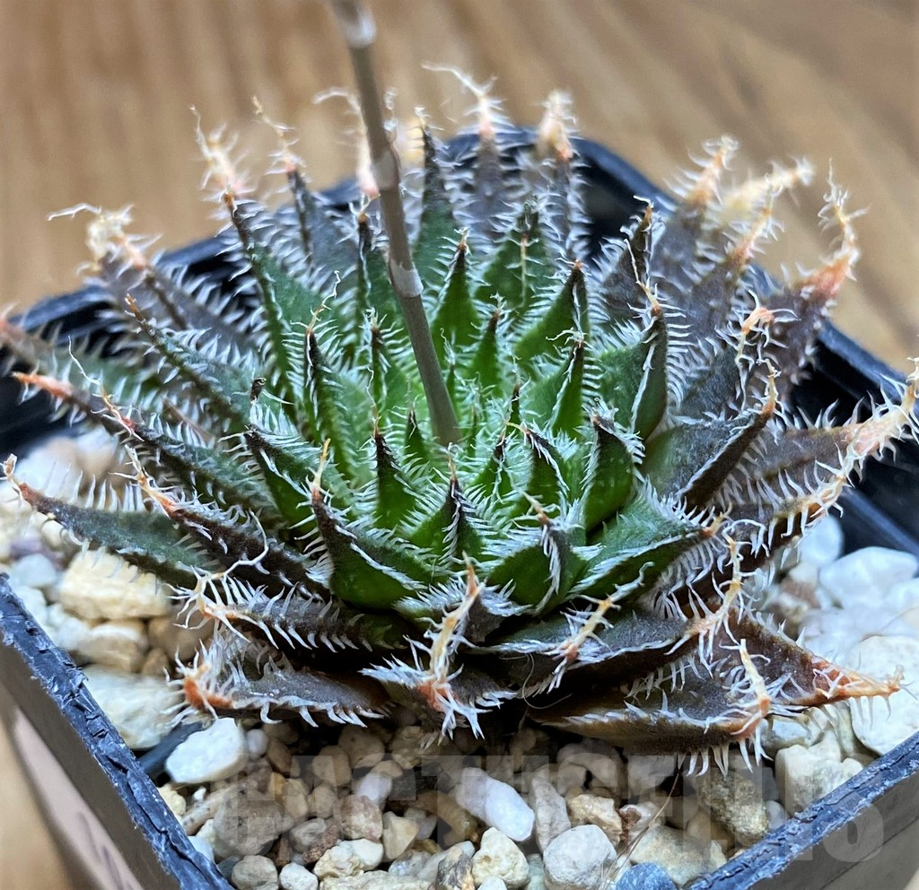SH10166 Haworthia ‘Giga – A’ HGAX-1 - Image 2