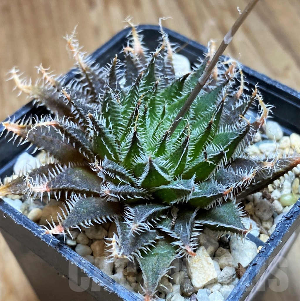SH10166 Haworthia ‘Giga – A’ HGAX-1