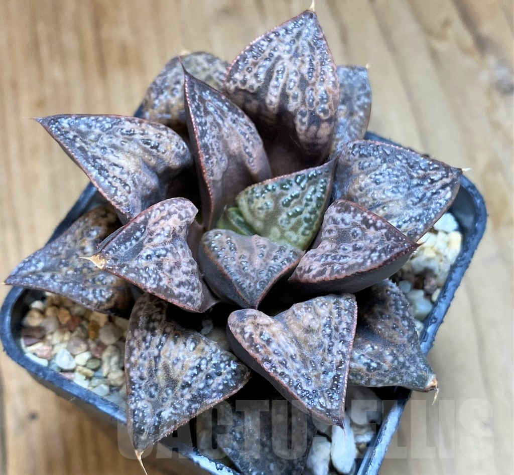 SH10167 Haworthia splendens 'Hana Aoi'
