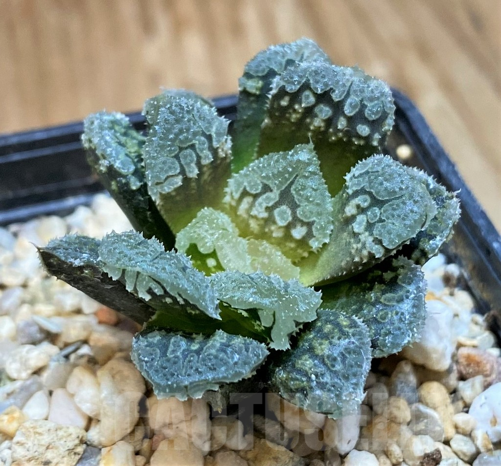 SH10168 Haworthia 'Gorbi' hybrid F2