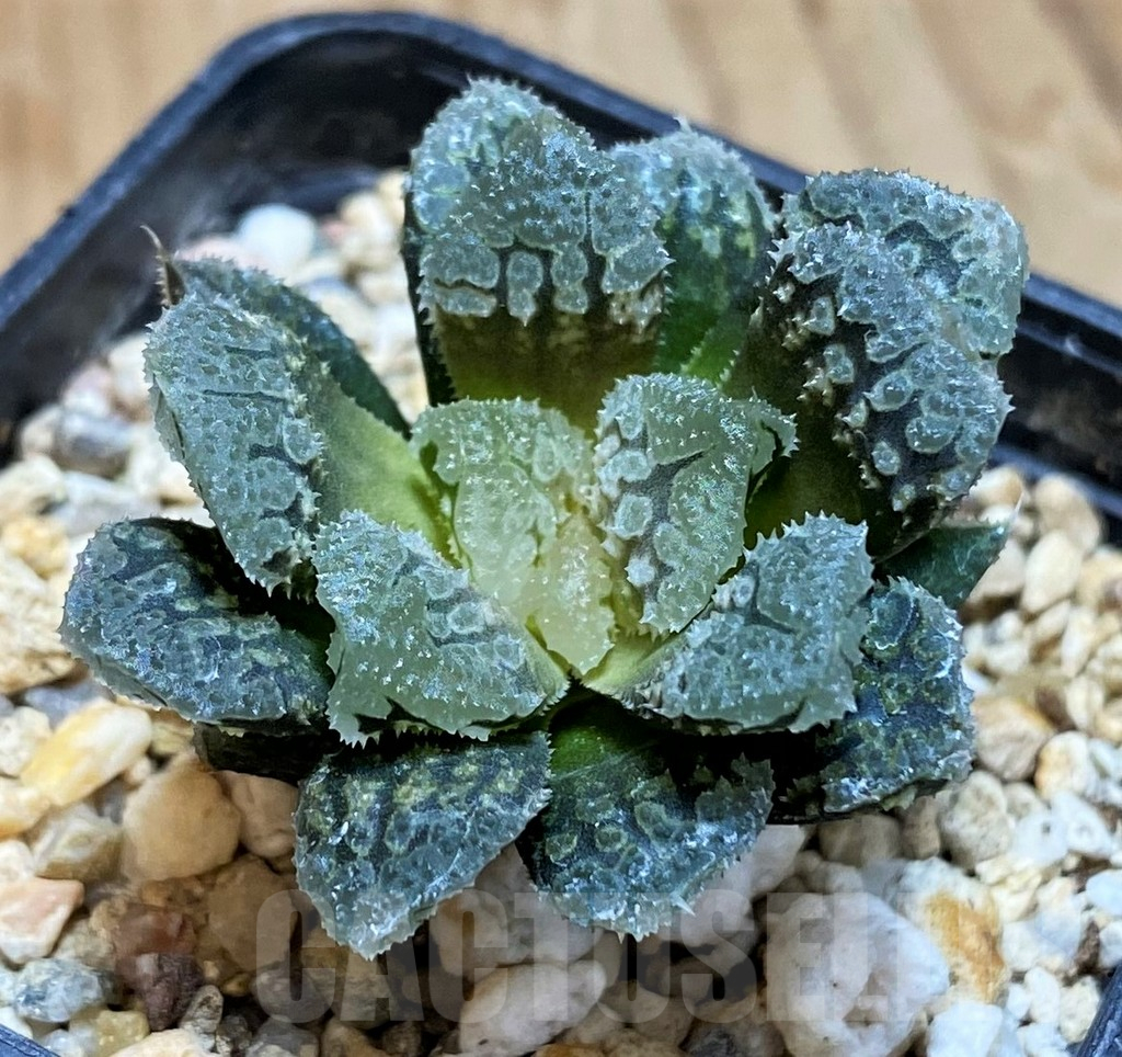 SH10168 Haworthia 'Gorbi' hybrid F2 - Image 2