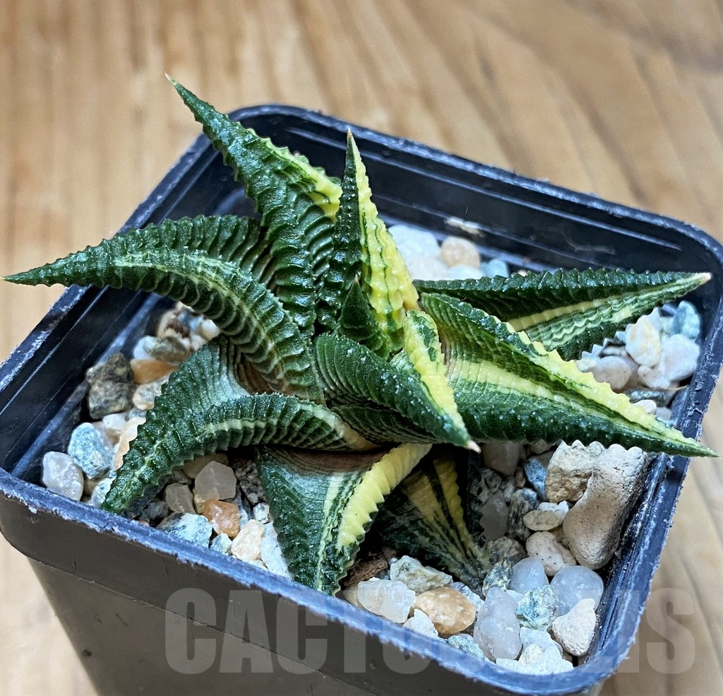 SH10170 Haworthia limifolia f. variegata - immagine 2