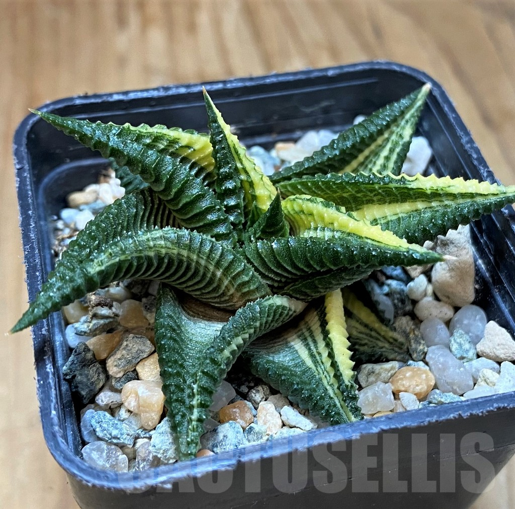 SH10170 Haworthia limifolia f. variegata