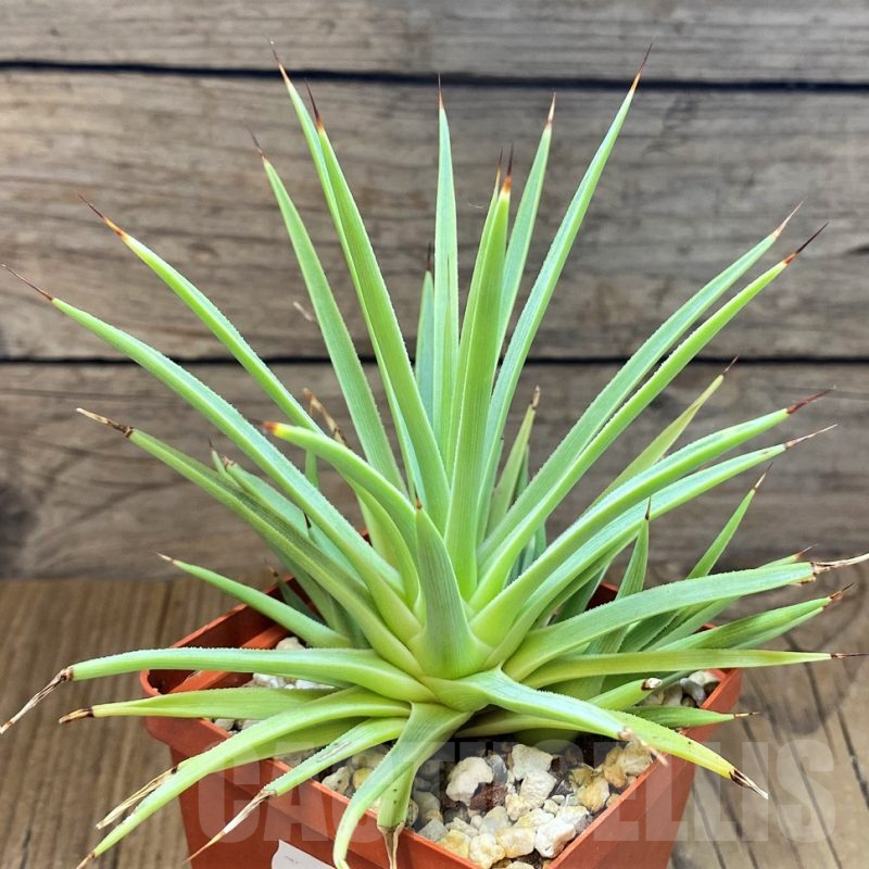 SH10174 Agave stricta 'Nana'