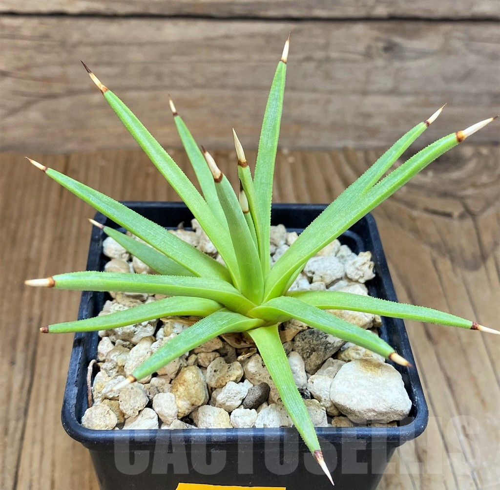 SH10175 Agave albopilosa - Image 2