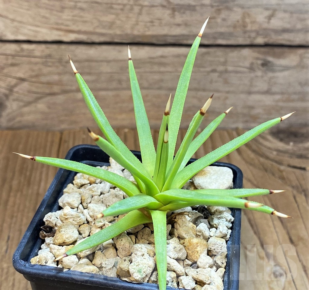 SH10175 Agave albopilosa