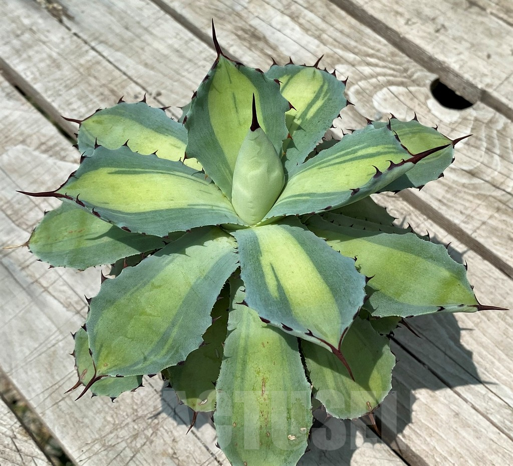 SH10176 Agave potatorum f. variegata