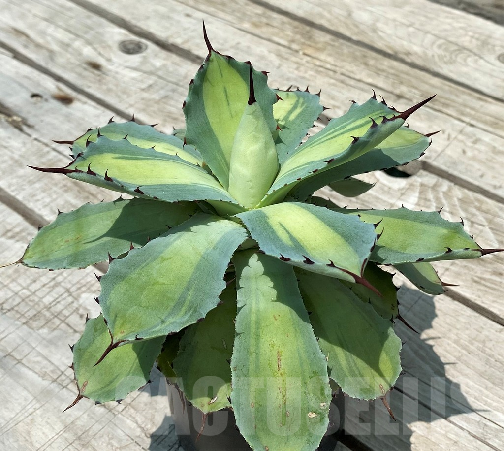 SH10176 Agave potatorum f. variegata - Image 2