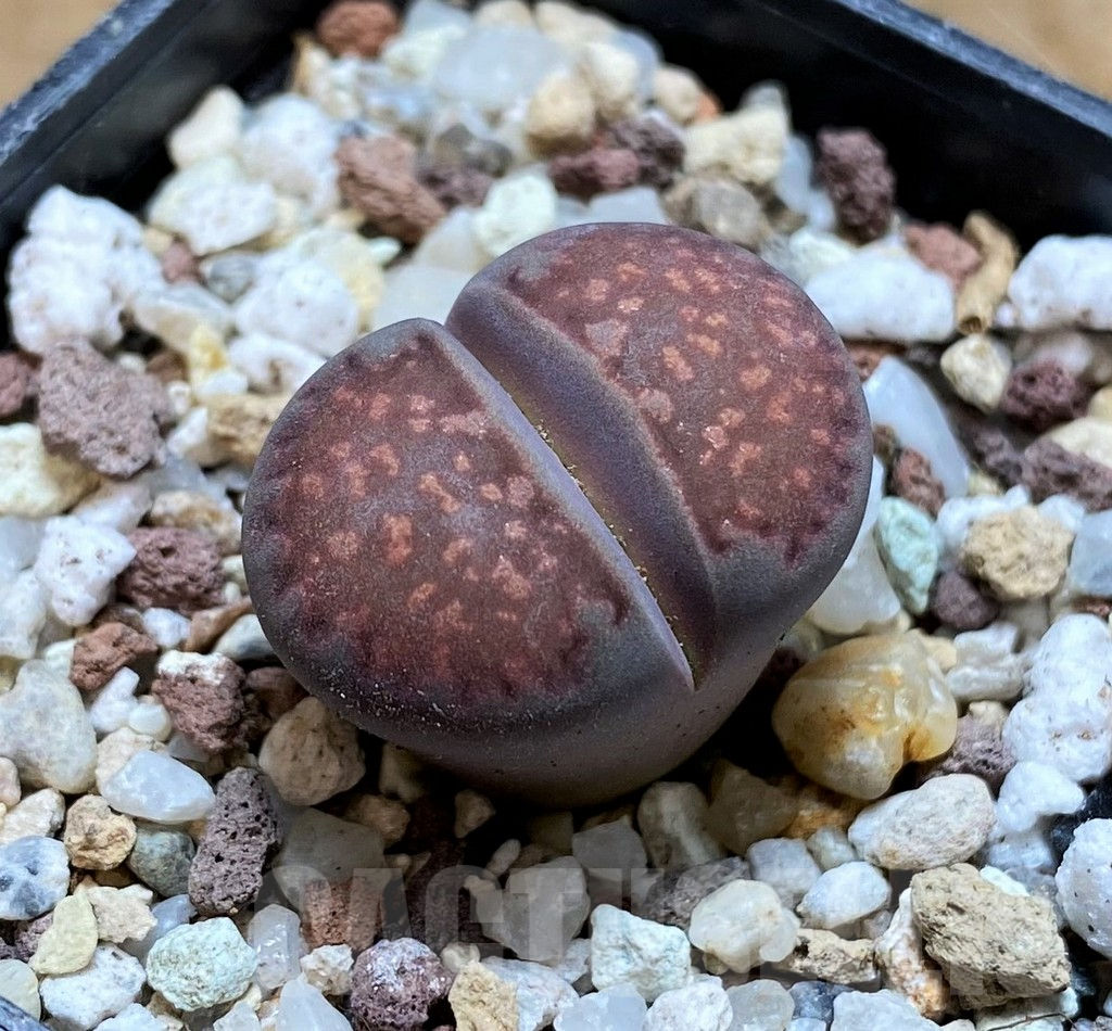 SH10178 Lithops salicola ‘Sato’s Violet’ hybrid