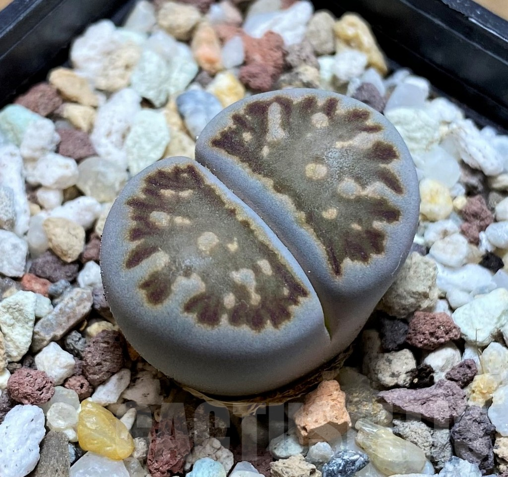 SH10183 Lithops julii ‘Kikushogyoku’