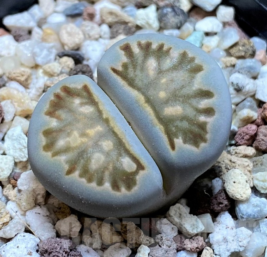 SH10184 Lithops julii ‘Kikushogyoku’